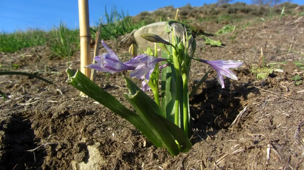 Fossil Hill Native Plant Restoration Site