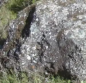 Rock with embedded shells Geology of Shell and Lime Ridges