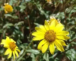 Close up of Slender Sunflower Fire Following Plants