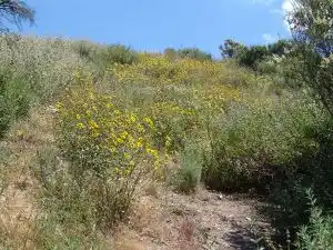 Sunflowers and mallow Fire Following Plants