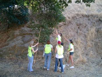 Oak Habitat Restoration