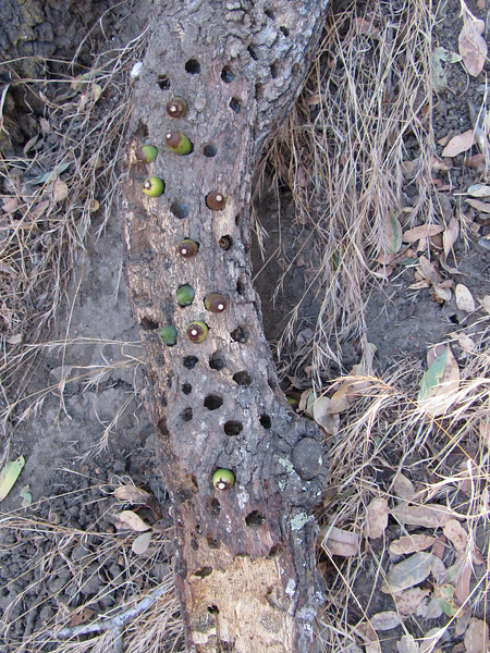 Acorn granary Dead Tree Ecology