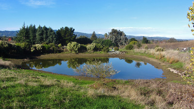 Native habitat restoration area Bayberry Pond.