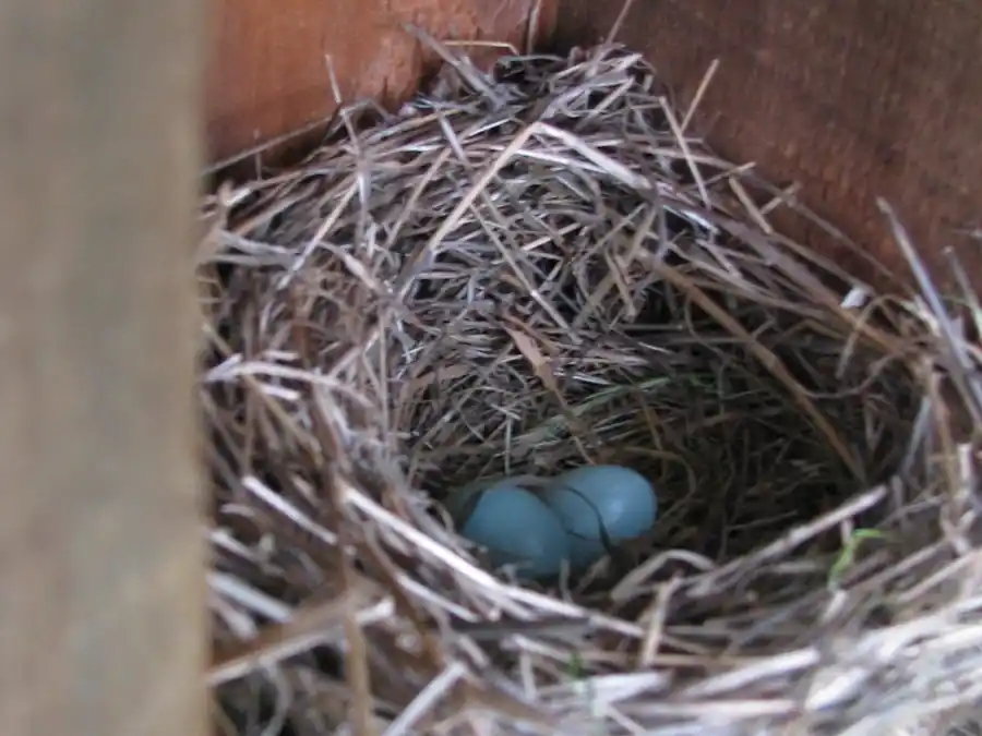 Bringing Bluebirds Back to our Open Space
