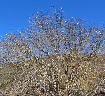 Drought Dormant Buckeye Deciduousness