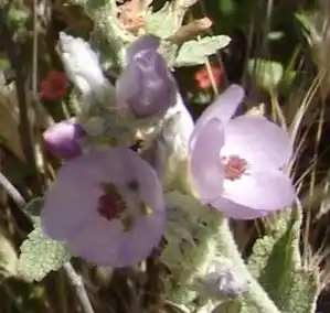 Close up of bush mallow Fire Following Plants