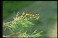 Tiny sagebrush leaves conserve moisture Brother Alfred Brousseau ©1995 Saint Mary's College of California Deciduousness
