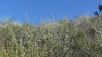 Rock Oak Habitat Restoration