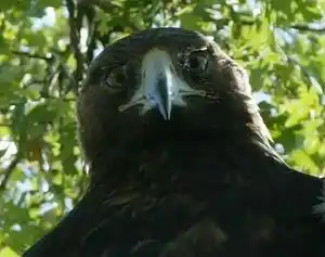 The daunting gaze of a female golden eagle in Shell Ridge Don Jedlovec ©2002 Eyes