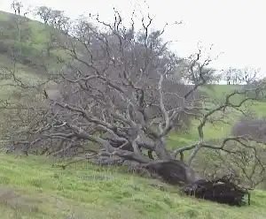 Fallen, but alive! Fallen, but alive!