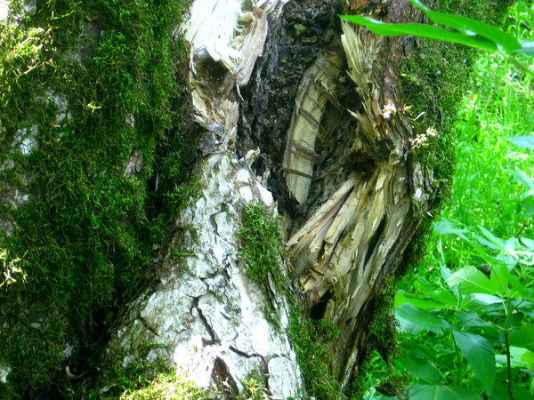 Fallen tree lichen Dead Tree Ecology