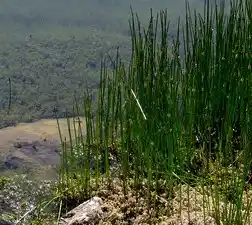 Grasses growing up Growing Up