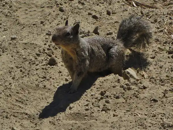 Ground squirrel Eyes