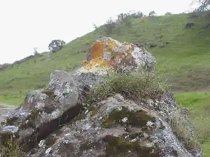 Lichen covered rock Lichen covered rock