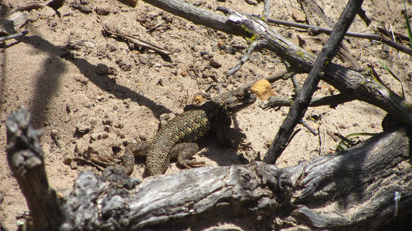 Small animal habitat Dead Tree Ecology