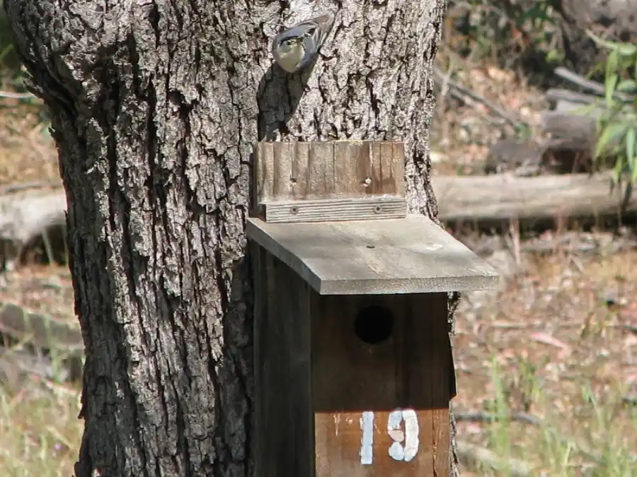 Bringing Bluebirds Back to our Open Space