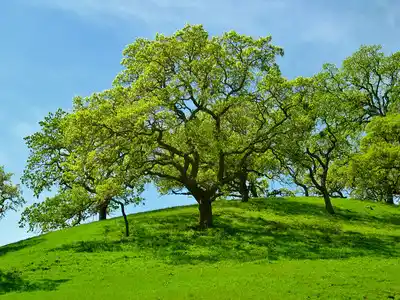 Oak Growing Up