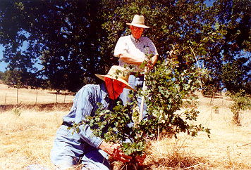 Oak Habitat Restoration