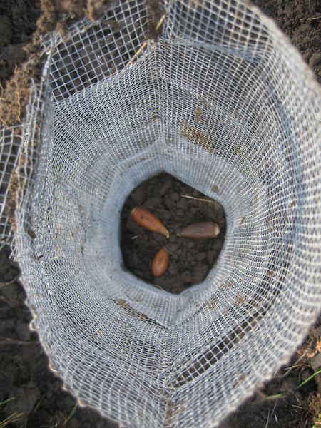Oak Habitat Restoration