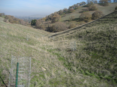 Oak Habitat Restoration