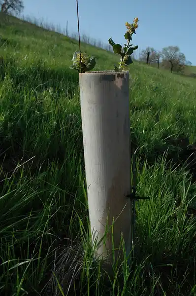 Oak Planting Oak Planting