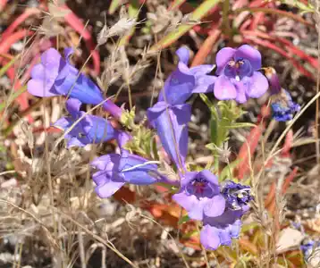 Foothill Penstemon Geology of Shell and Lime Ridges