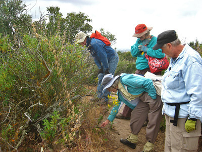 Rock Oak Habitat Restoration