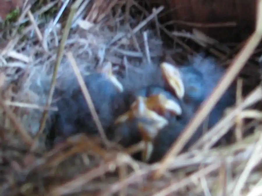 Bringing Bluebirds Back to our Open Space