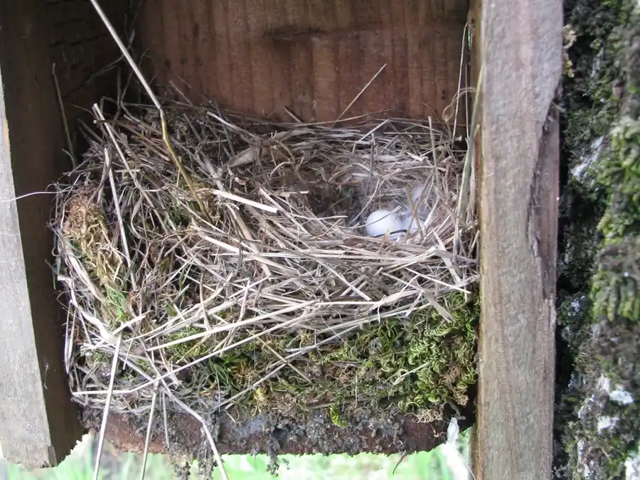 Bringing Bluebirds Back to our Open Space