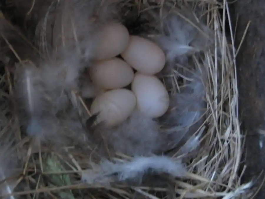Bringing Bluebirds Back to our Open Space