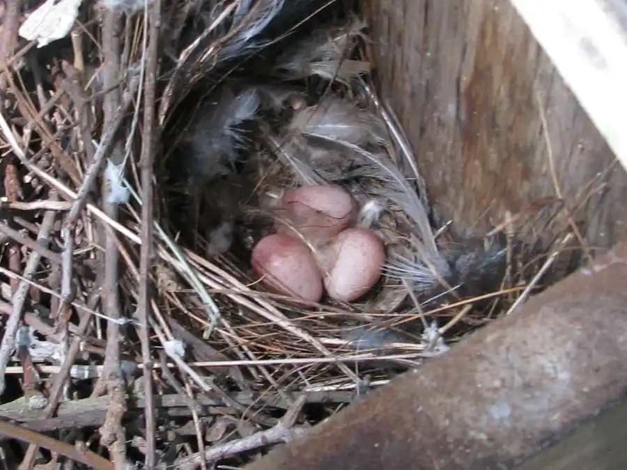 Bringing Bluebirds Back to our Open Space