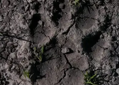 Out of Sight - Clues Animals Leave