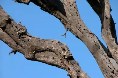Out of Sight - Clues Animals Leave