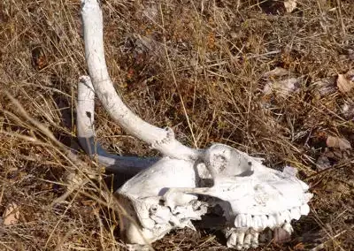 Out of Sight - Clues Animals Leave