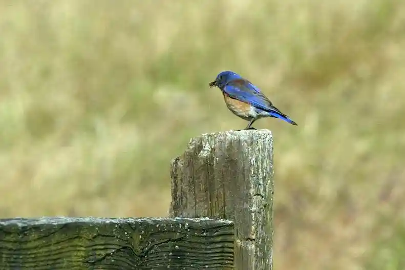 Bird Watching
