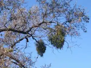Mistletoe Mistletoe