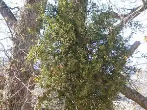 Mistletoe Mistletoe