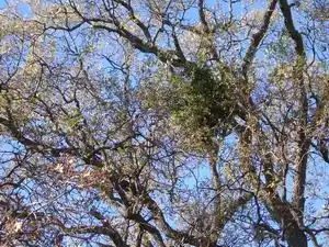 Mistletoe Mistletoe