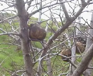 Oak Galls Oak Galls