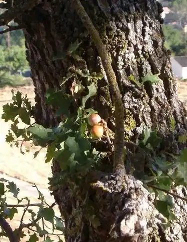 Oak Galls Oak Galls