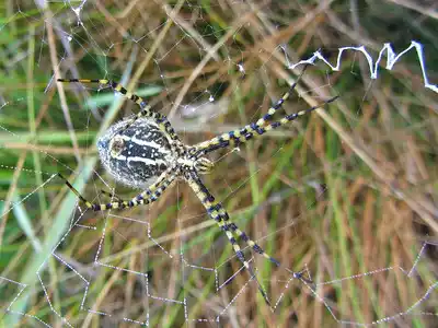 Spiders and Their Webs Spiders and Their Webs