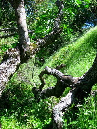 Wounded trees Healing Wounds